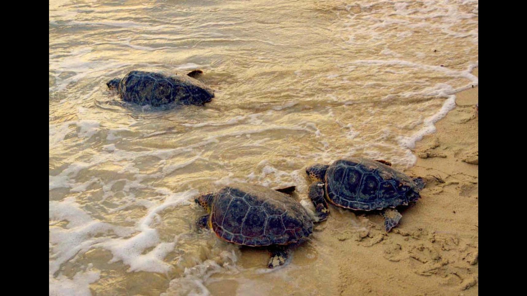 In Cilento Il Primo Nido Di Tartarughe Marine Della Stagione LaPresse