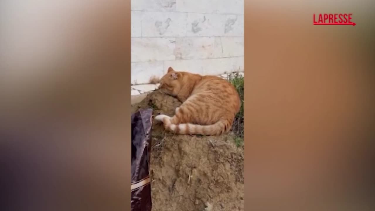 Hachiko Il Gatto Che Ha Vissuto Sette Anni Sulla Tomba Del Suo Padrone