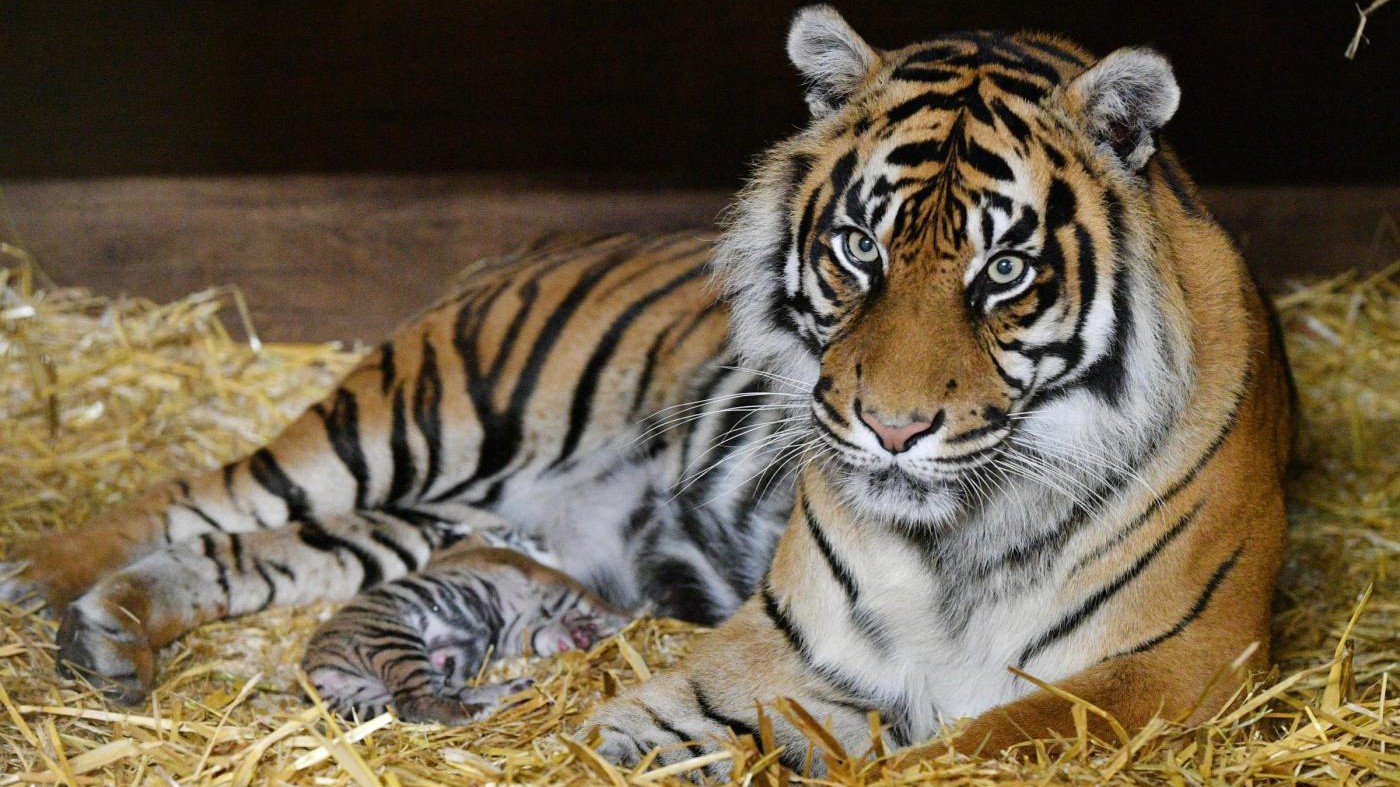 Panico in Germania, felini scappano dallo zoo, poi catturati. Ucciso un orso