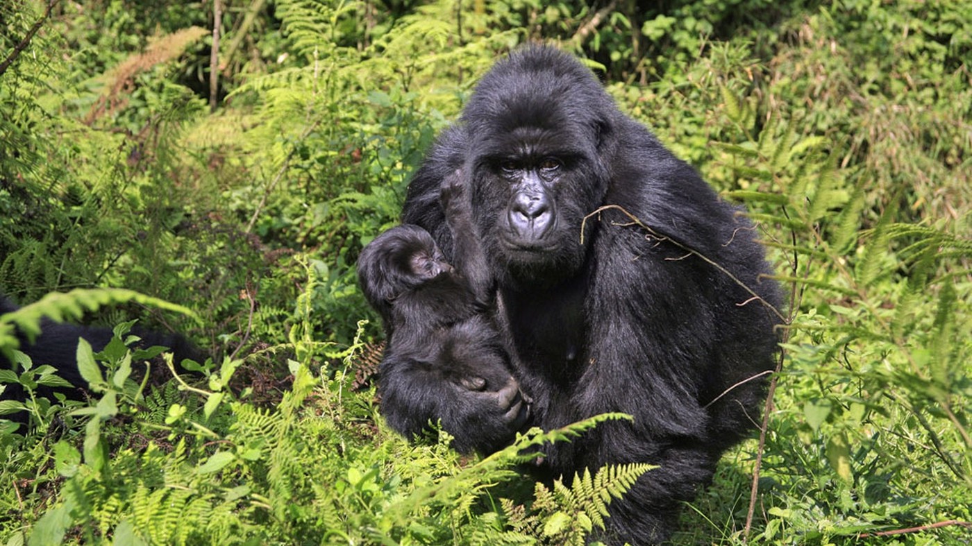 Congo, due turisti britannici rapiti nel parco Virunga. Uccisa una guardia