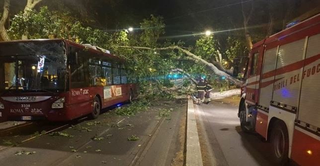 Roma, albero di 20 metri cade in viale delle Milizie e danneggia bus