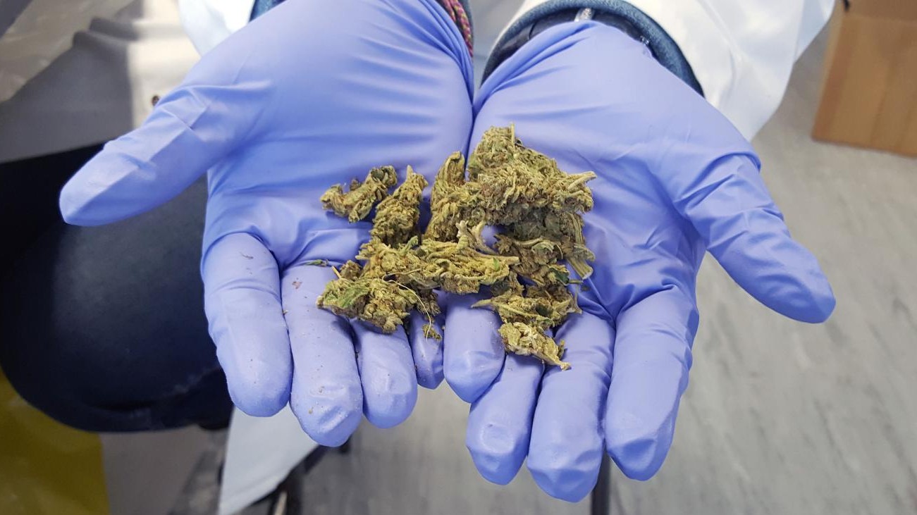 Cannabis light, la ministra Grillo frena: “Css? Conclusione forzata”