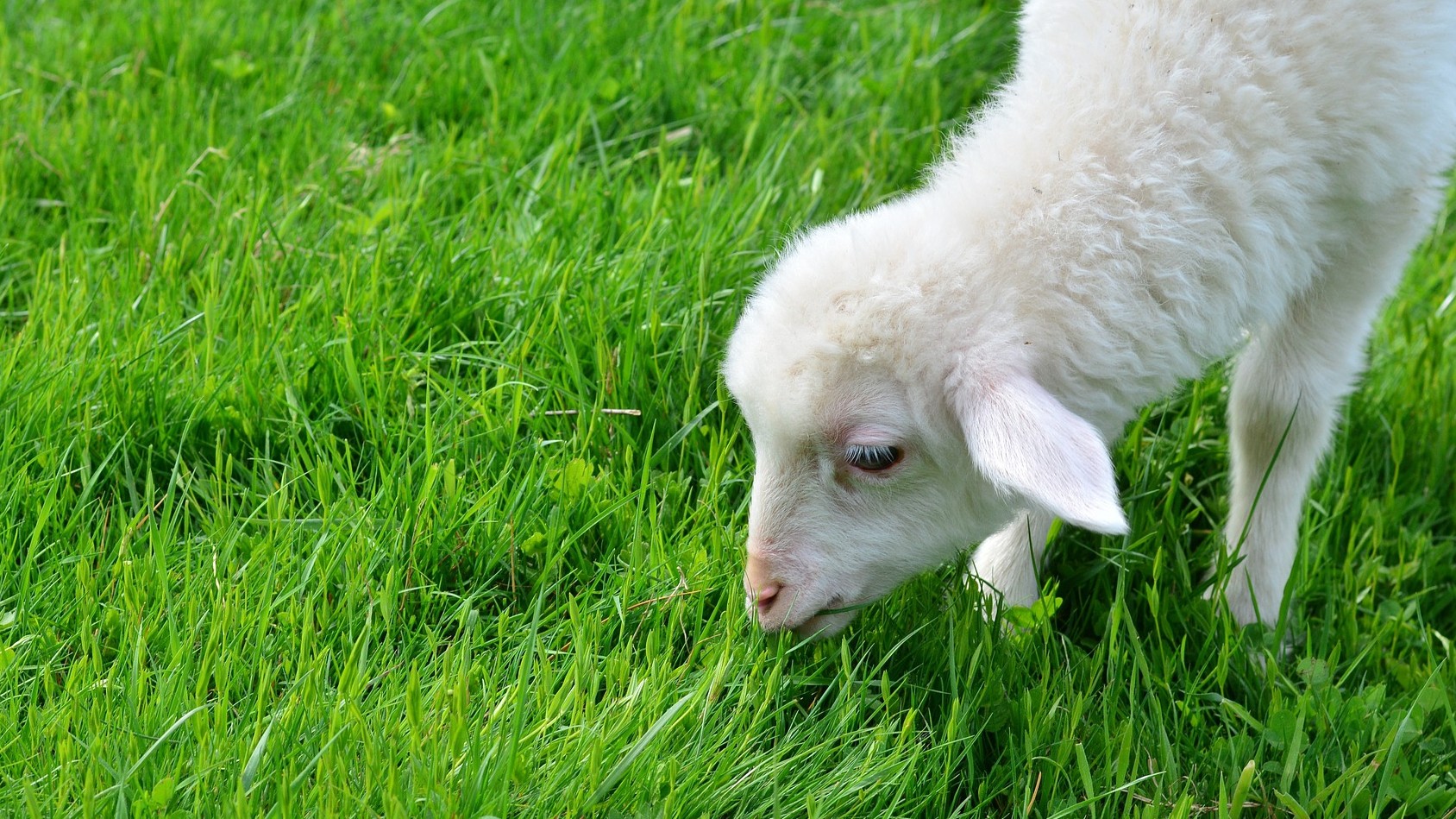 A Roma capre e pecore come tosaerba: Raggi e la sfida del verde pubblico