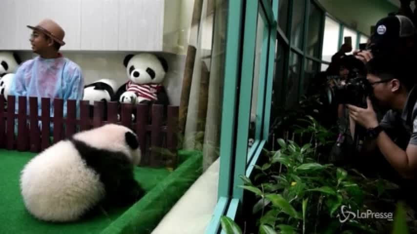 Malesia: zoo di Kuala Lumpur, prima uscita pubblica per il baby panda