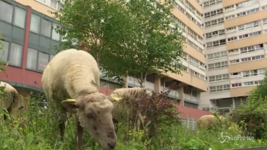Pecore al pascolo fuori Parigi: ecco i “pastori urbani”