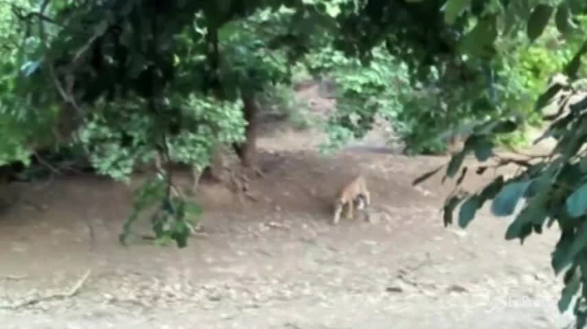 La feroce lotta delle tigri per la sopravvivenza
