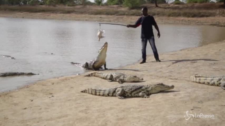 Burkina Faso, il villaggio dove i coccodrilli sono amici degli uomini