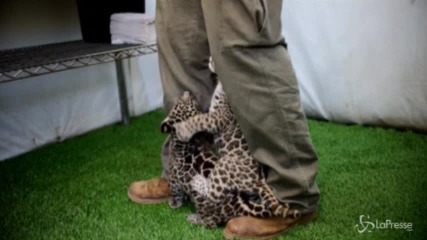Il Messico ha due nuove stelle: nati due cuccioli di giaguaro
