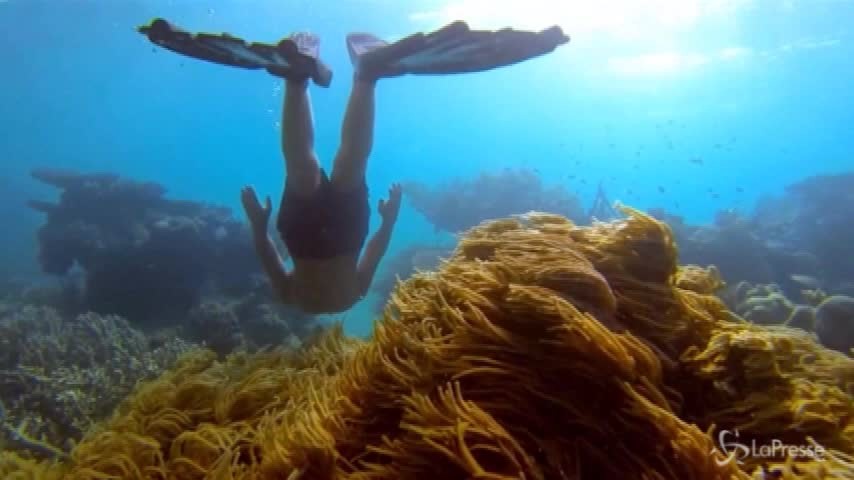 500 milioni di dollari per proteggere la Barriera Corallina