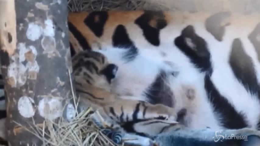 India, i primi giorni di vita di tre cuccioli di tigre del Bengala