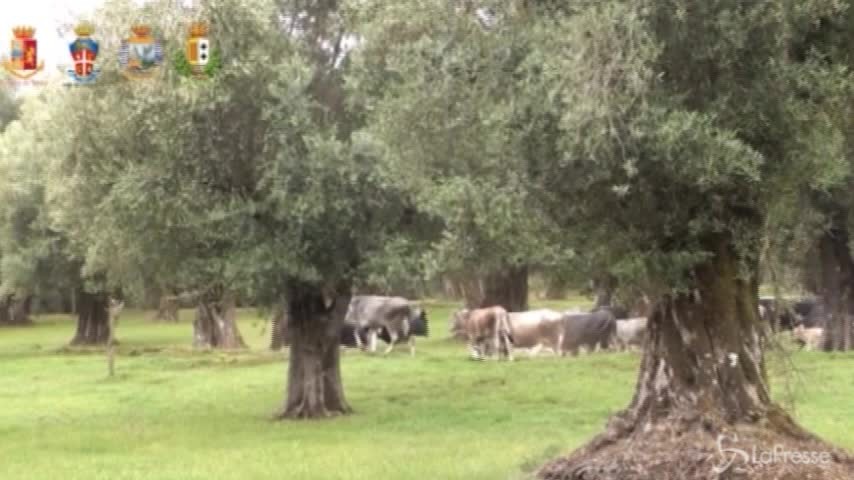 Caccia alle “vacche sacre” dell’Aspromonte