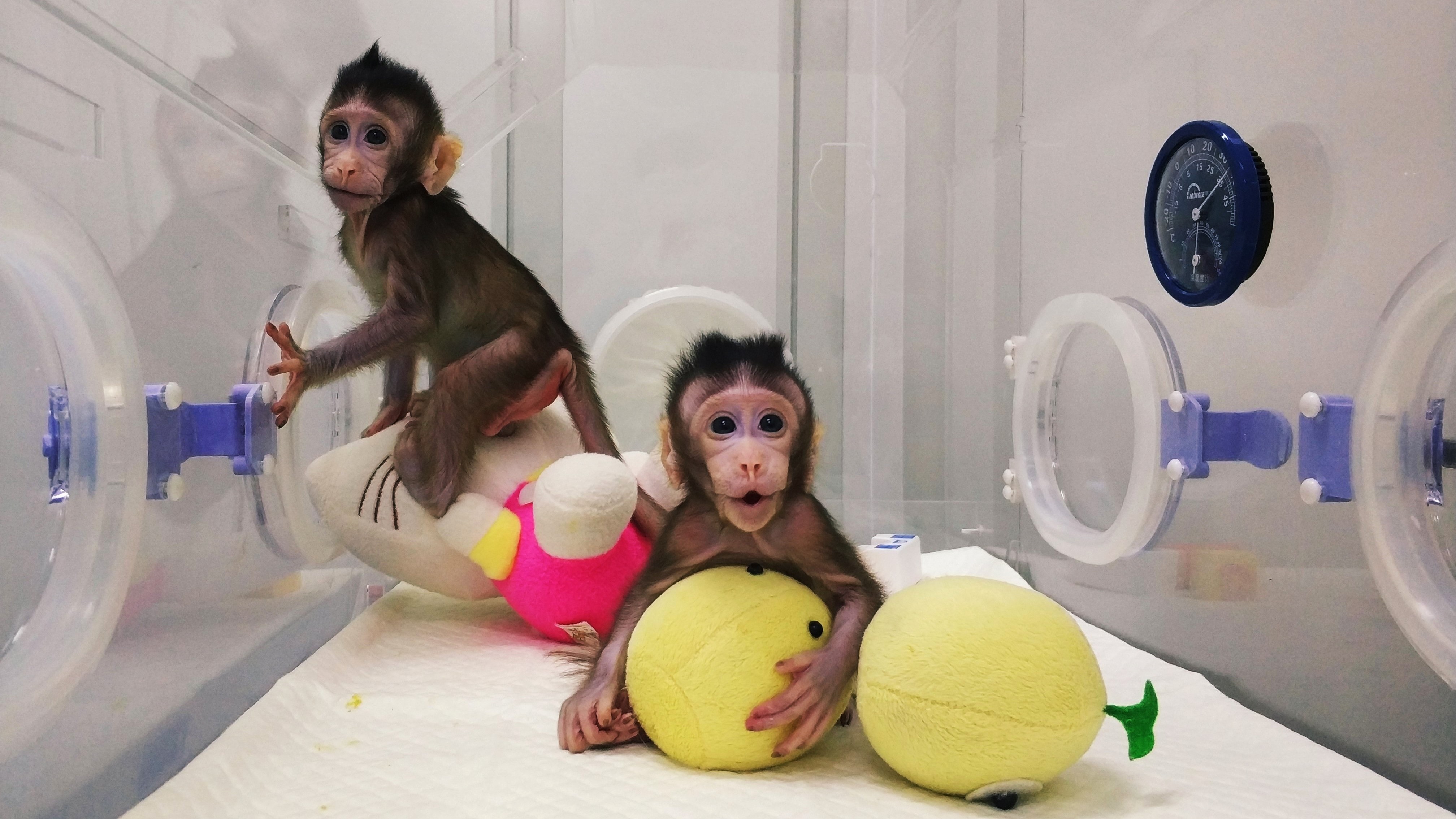 Clonate per la prima volta due scimmie: usata la tecnica della pecora Dolly