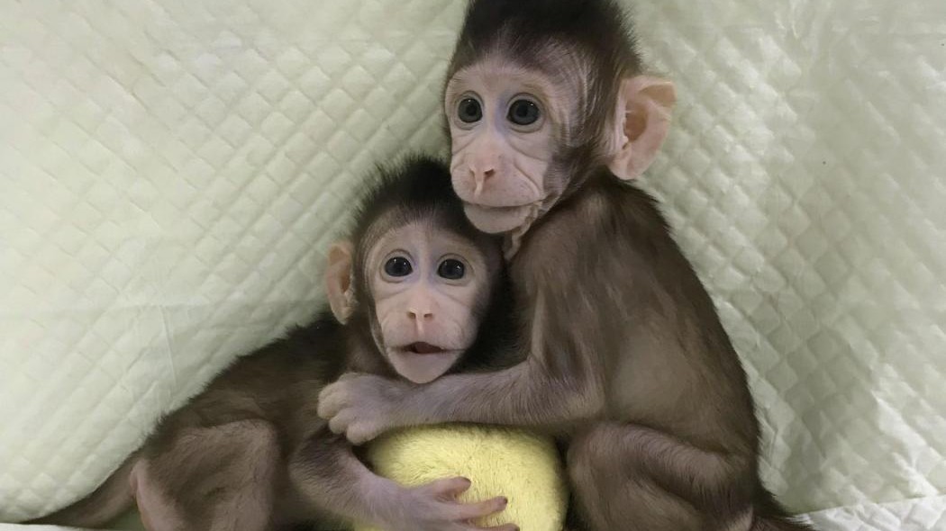 Scimmie clonate, la Cei insorge: “Basta deliri, ci sono soglie invalicabili”
