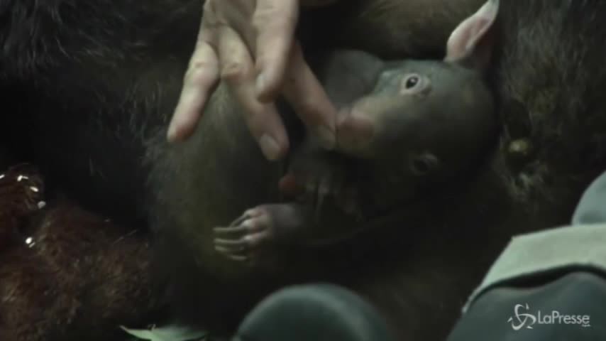 Germania, ecco il cucciolo di vombato dello zoo di Duisburg