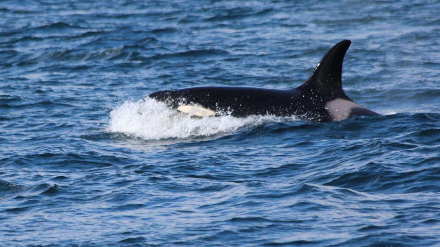 Wikie, l’orca che sa imitare il linguaggio umano e dice ‘Hello’