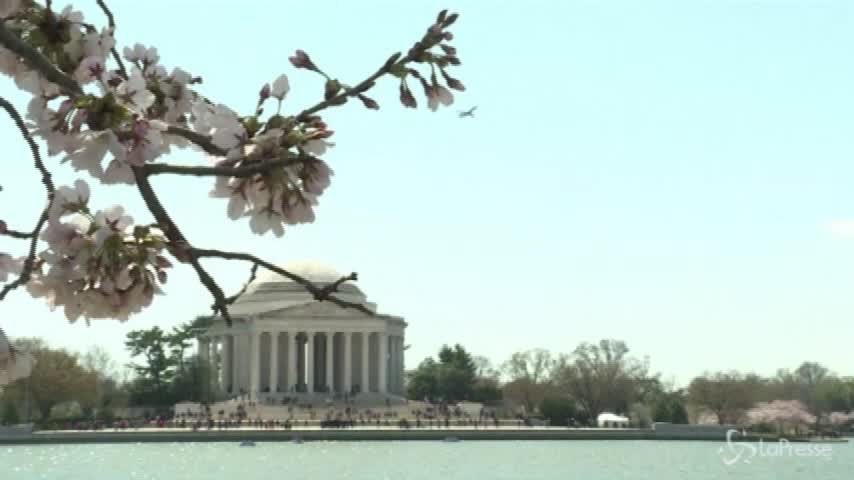 A Washington è primavera: fioriscono i ciliegi