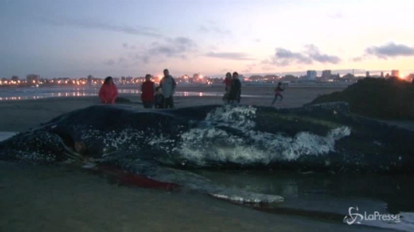 Argentina, morta la megattera spiaggiata a Mar del Plata