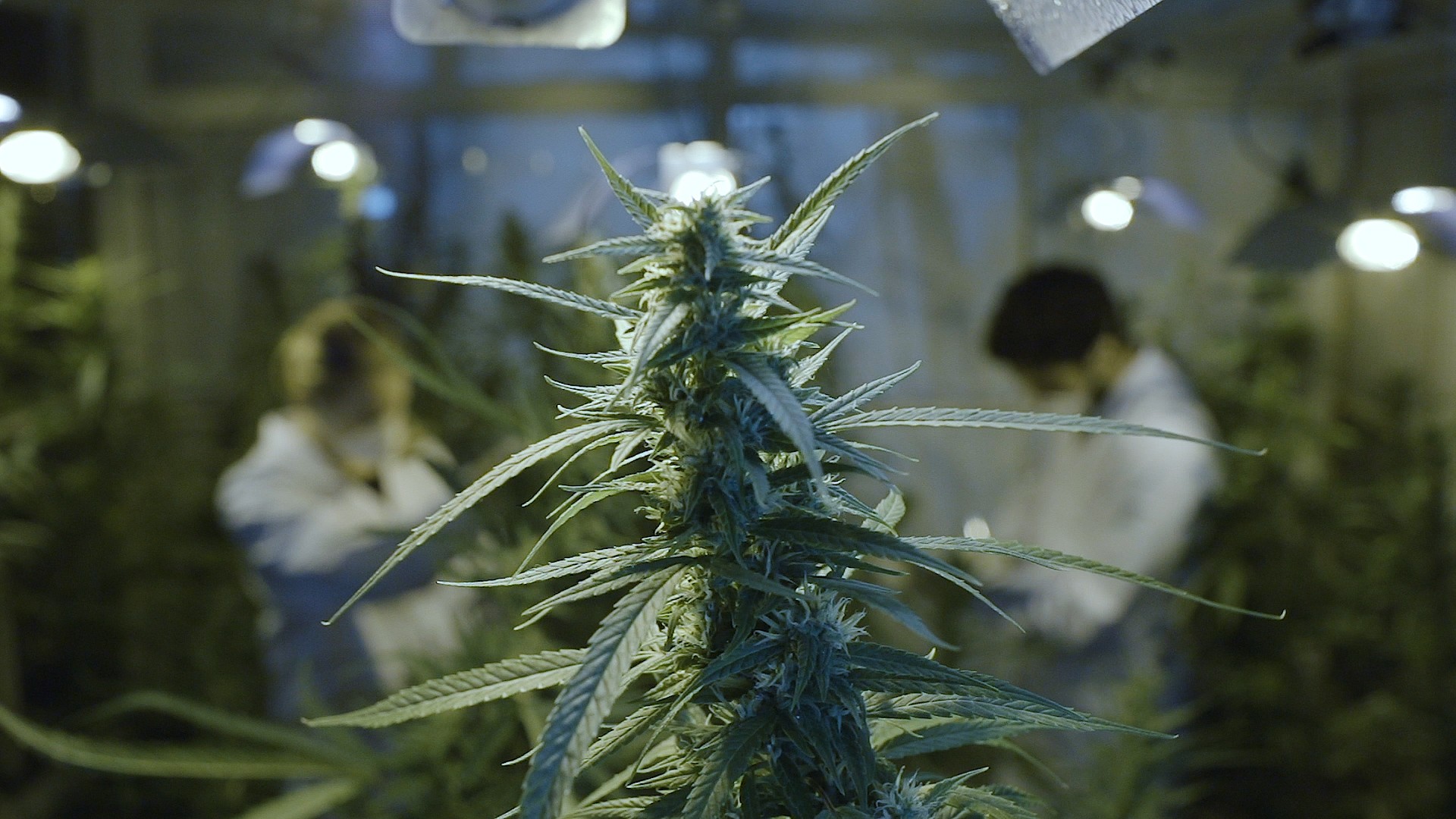 Cannabis light, l’abruzzese Sensitiva lancia la sua ‘rivoluzione’