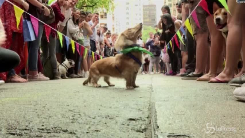 Hong Kong, carlini e bassotti: in gara i cani meno veloci
