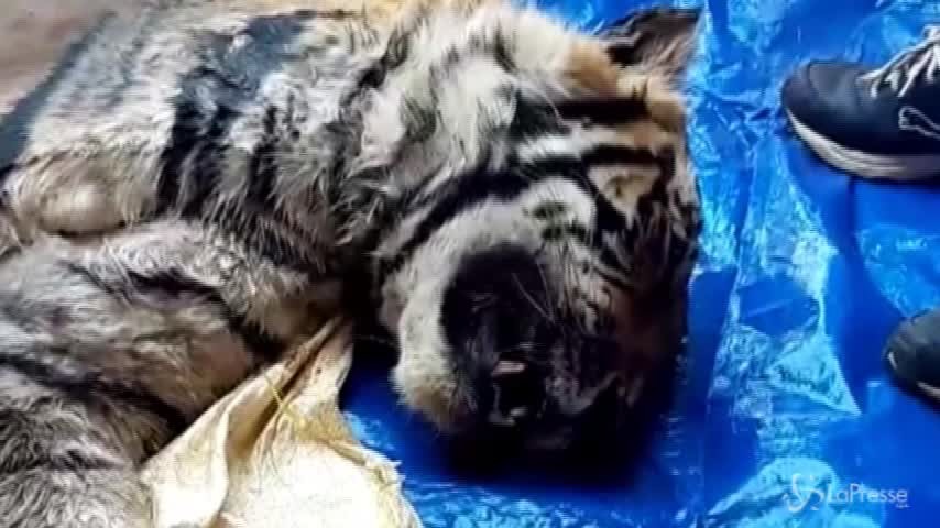 India, trovati morti due cuccioli di tigre maschi