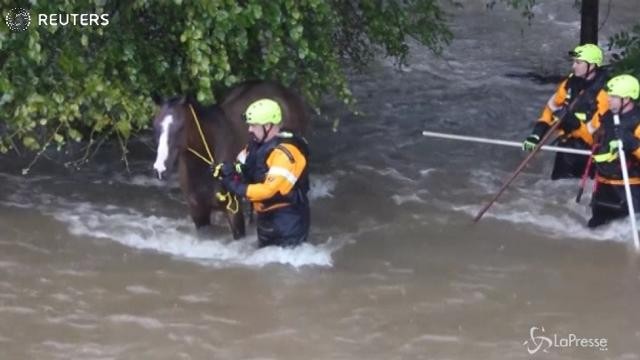 Uragano Harvey, il salvataggio di un cavallo dal fiume in piena