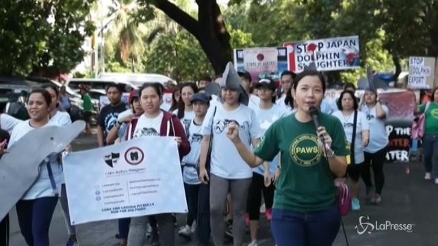 Manila, la lotta degli animalisti contro il massacro dei delfini