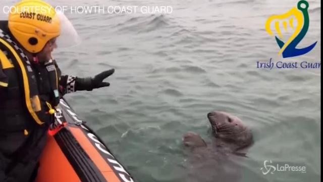 La foca agita la pinna per salutare la guardia costiera