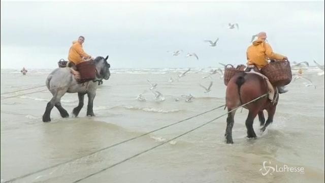 In Belgio i gamberetti si pescano a cavallo
