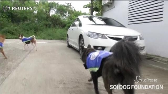 Thailandia, cani randagi con la telecamera contro il crimine