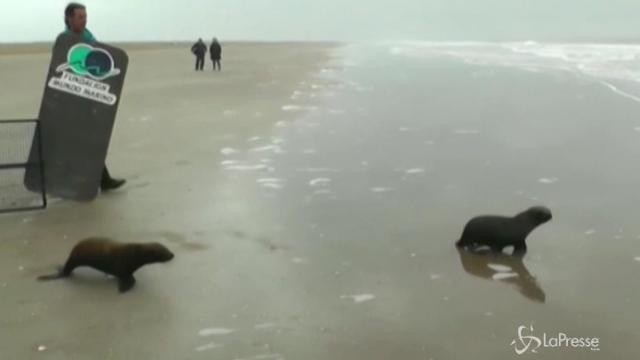 Buenos Aires, due cuccioli di leone marino restituiti all’oceano