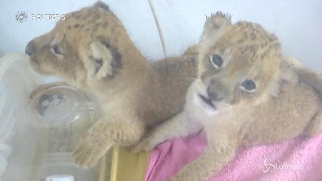 Cuccioli di leone adottati da uno zoo in Cina