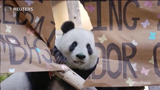 Grande festa di compleanno per il panda Bai Yun