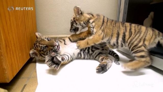 San Diego, il primo incontro tra due cuccioli di tigre
