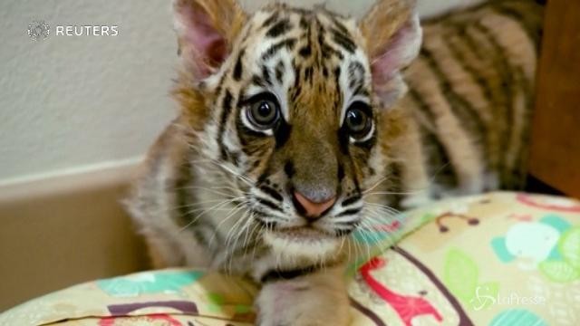 Il primo incontro tra due cuccioli di tigre