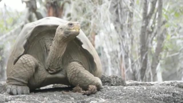 VIDEO Galapagos, le tartarughe estinte tornano in vita