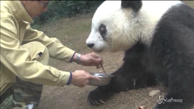 Morto il panda più anziano del mondo