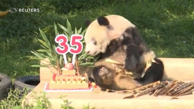 La “nonna panda” compie 35 anni