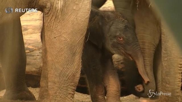 Belgio, nasce un elefantino nello zoo Pairi Daiza
