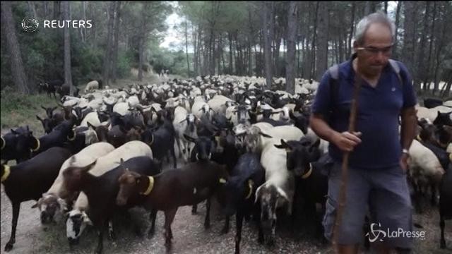Spagna: prevenire gli incendi, un boccone alla volta