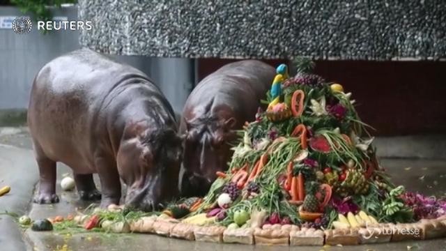 Bangkok: mega-torta di compleanno per i 51 anni dell’ippopotamo Mae Mali