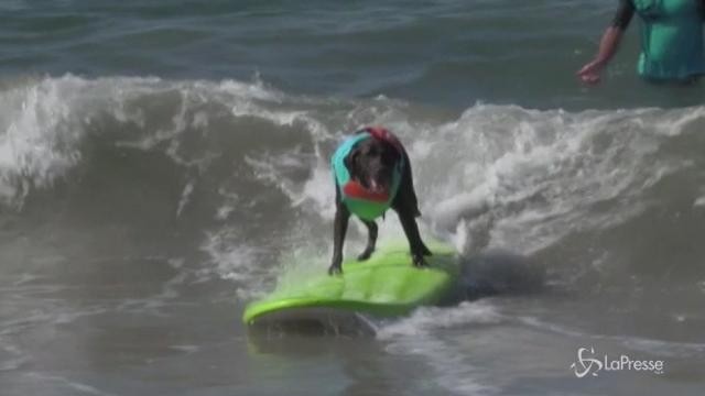 VIDEO In California il surf è anche per cani