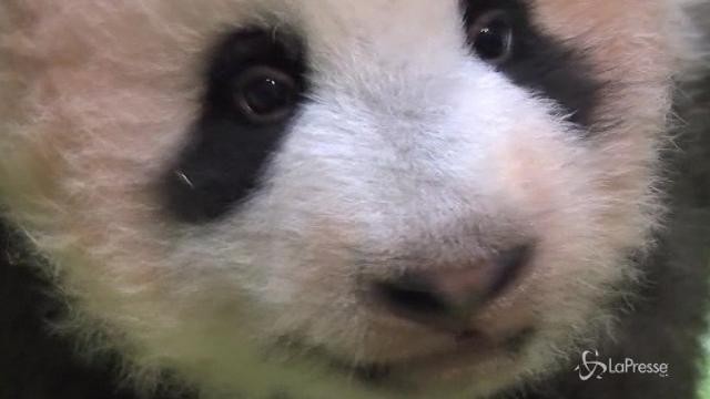 VIDEO Ecco Xiang xiang la cucciola di panda gigante