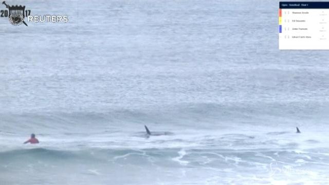 Norvegia, arrivano le orche e i surfisti scappano