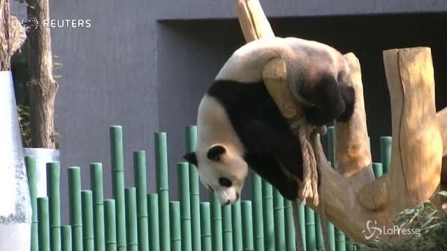 VIDEO Cina, prima apparizione in pubblico per 4 panda giganti