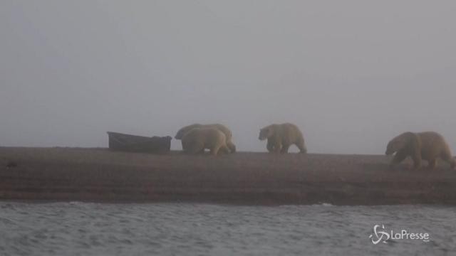 Alaska: sessanta orsi polari invadono un villaggio