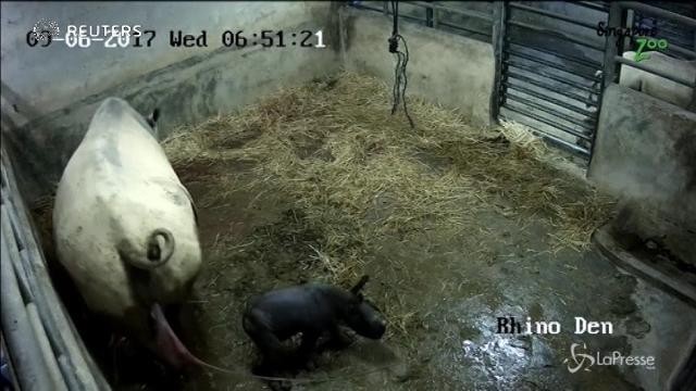 I primi passi del cucciolo di rinoceronte
