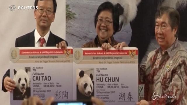 Indonesia: panda giganti arrivati al Taman Safari