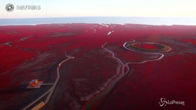 In Cina la spettacolare spiaggia rossa