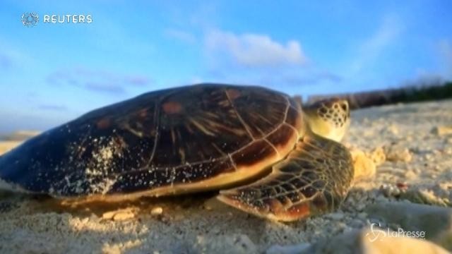 VIDEO Documentario cinese mostra il ciclo riproduttivo di una tartaruga