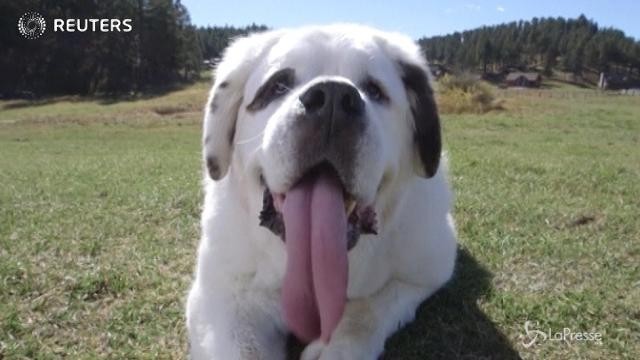 Usa, il cane con la lingua più lunga del mondo